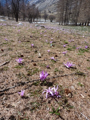 #8 les crocus... : sont dans le pré, c les crocus... : sont dans le pré, c'est le printemps