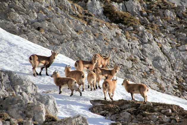 #3 Pas seul sur ce coup : les skieurs ont déserté, ils retrouvent leur territoire Pas seul sur ce coup : les skieurs ont déserté, ils retrouvent leur territoire