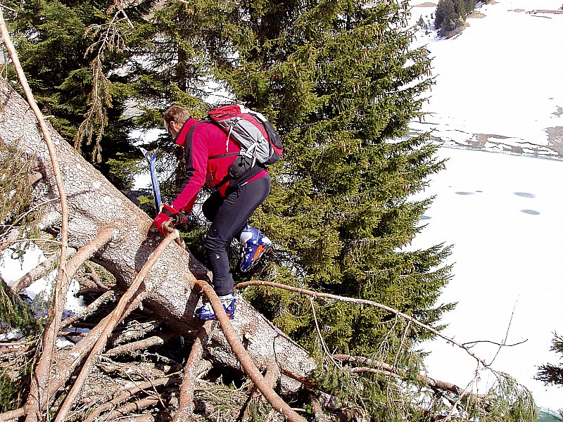 #2 Arbre : c Arbre : c'est du ski-nature