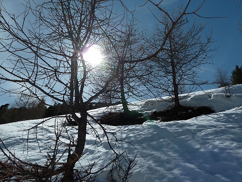 #21 C C'est le printemps : Soleil et Mélèzes