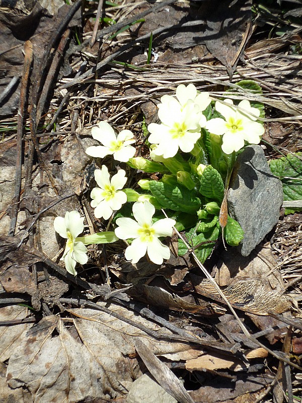 #10 primevères : c primevères : c'est le printemps à St Collomban