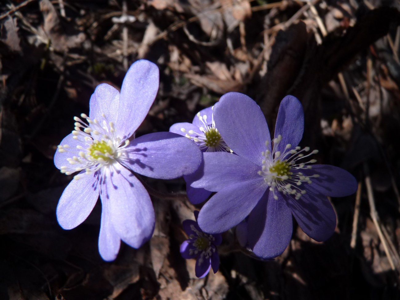 #10 Un petit peu de sérénité : C Un petit peu de sérénité : C'est beau le printemps !