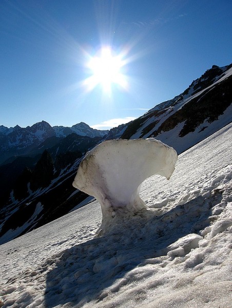 #2 Champignon de neige Champignon de neige