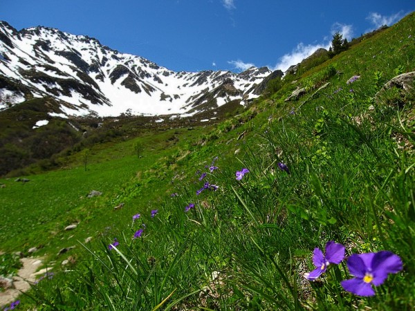 #10 C C'est le printemps dans la combe du Pra