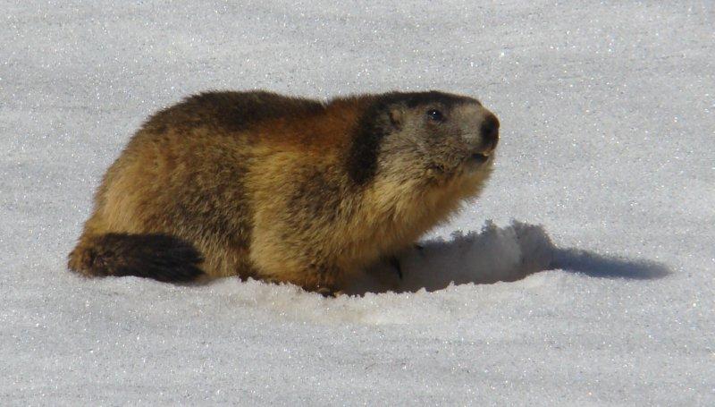 #2 Dame Marmotte s Dame Marmotte s'eveille : bien placide par ici.
1er avril, c'est bien le printemps.