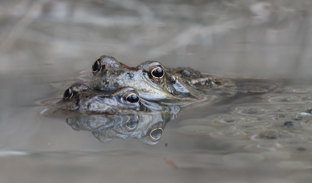 #11 Monstre à deux têtes : C Monstre à deux têtes : C'est le printemps, les grenouilles niquent...