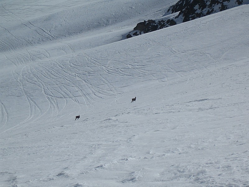 #3 Chamois : surpris dans le vallon du Fontenil Chamois : surpris dans le vallon du Fontenil