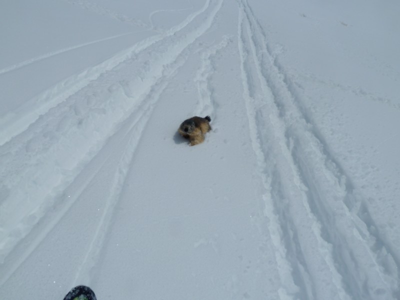 #14 marmotte : non pas mes ski marmotte : non pas mes ski