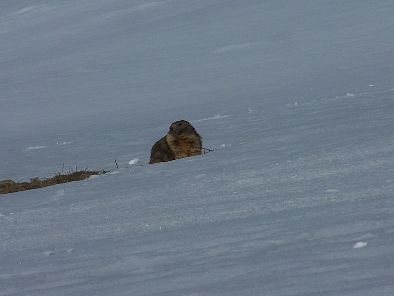 Pointe des Ratissières : Première marmotte de l'année.