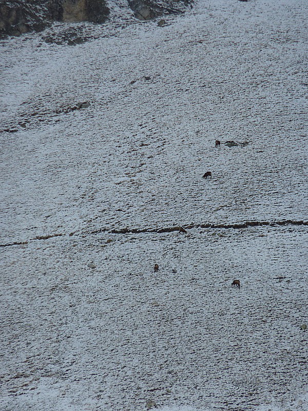 #3 Pointe des Cerces : et grosses bêtes à poils Pointe des Cerces : et grosses bêtes à poils