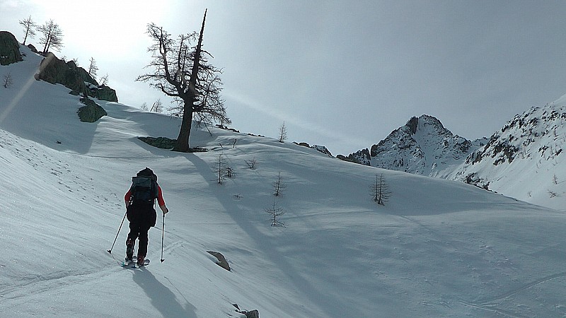 #20 2100m : Pin Cimbro dans le vallon Morta 2100m : Pin Cimbro dans le vallon Morta
