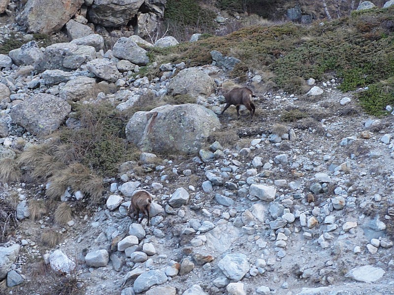 #1 Chamois : Au petit matin les chamois sont sur le chemin Chamois : Au petit matin les chamois sont sur le chemin