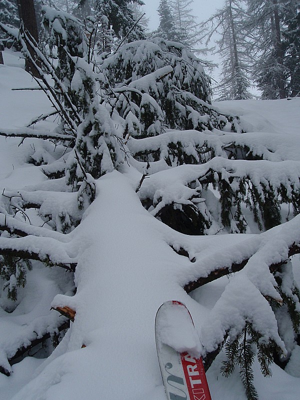 #10 Ski sanglier : Ski sanglier par moments pour remonter... Ici un sapin tombé récemment, qui pourtant semblait sain Ski sanglier : Ski sanglier par moments pour remonter... Ici un sapin tombé récemment, qui pourtant semblait sain