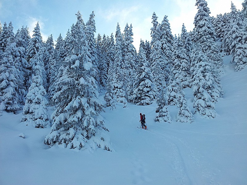 #2 Sapins : Ils sont chargés ! Sapins : Ils sont chargés !