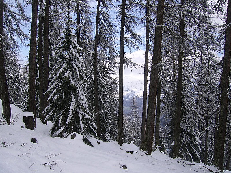 #2 forêt d forêt d'albanne : broquin en filigrane