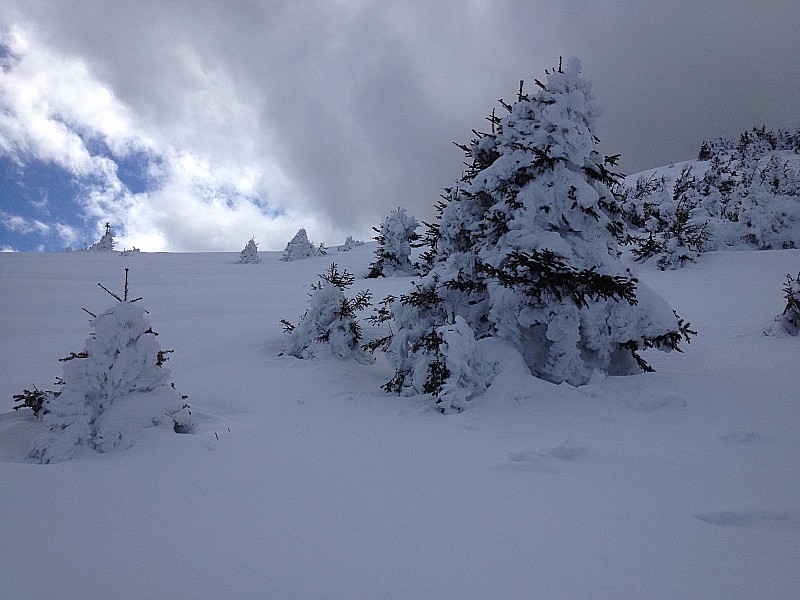 #6 les sapins : les sapins bien enneigés les sapins : les sapins bien enneigés