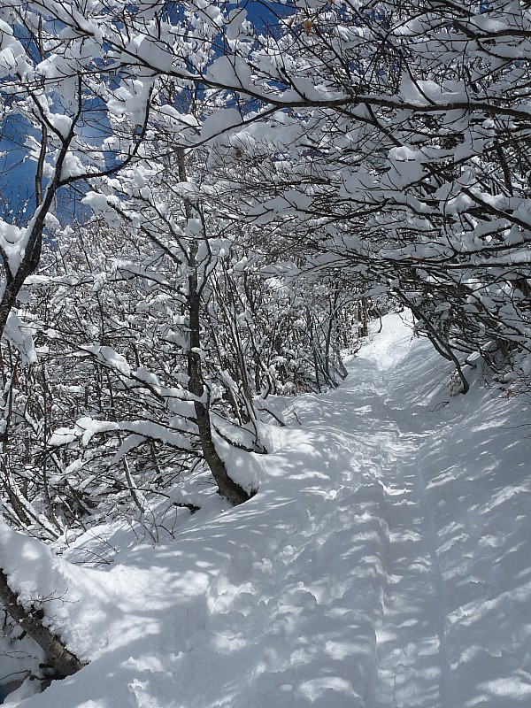 #8 Sous les arbres : Au dessus du sommet de la piste Sous les arbres : Au dessus du sommet de la piste