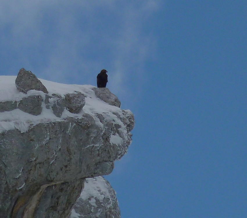 #2 Dent de Crolles : Jeune aigle Dent de Crolles : Jeune aigle