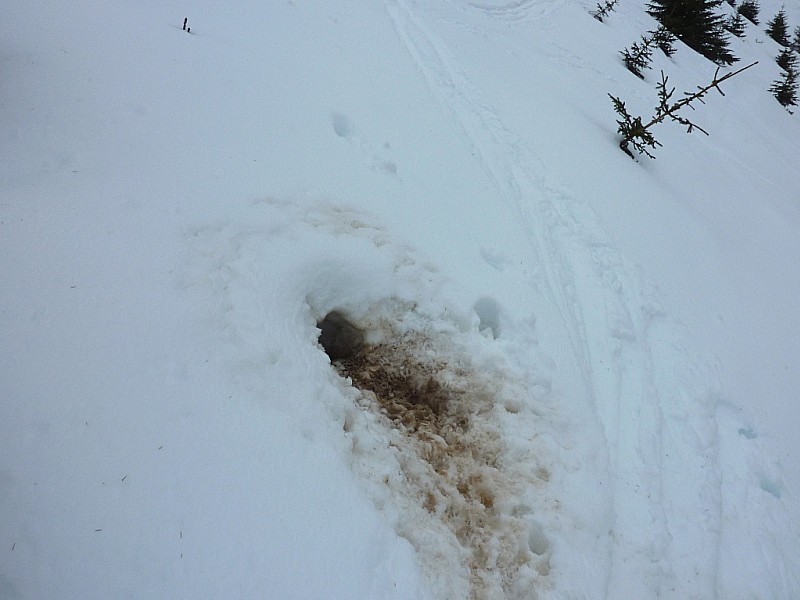 #6 Combe de Paccaly : Les marmottes sont de sortie. Vers 1700m. Combe de Paccaly : Les marmottes sont de sortie. Vers 1700m.