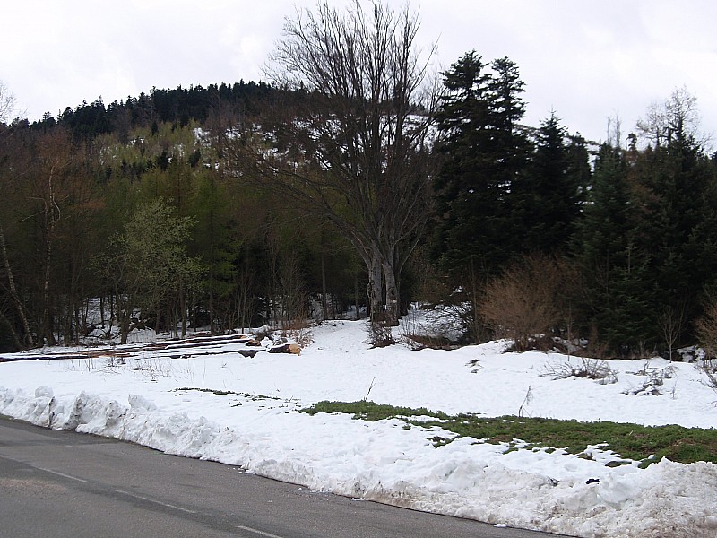 #10 collet de doizieu : Enneigement limite limite en bas - Mais c collet de doizieu : Enneigement limite limite en bas - Mais c'est déjà beaucoup pour un 21 avril!