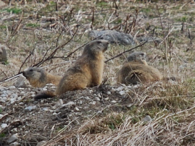 Marmotte : Elles sont de retour le printemps et là