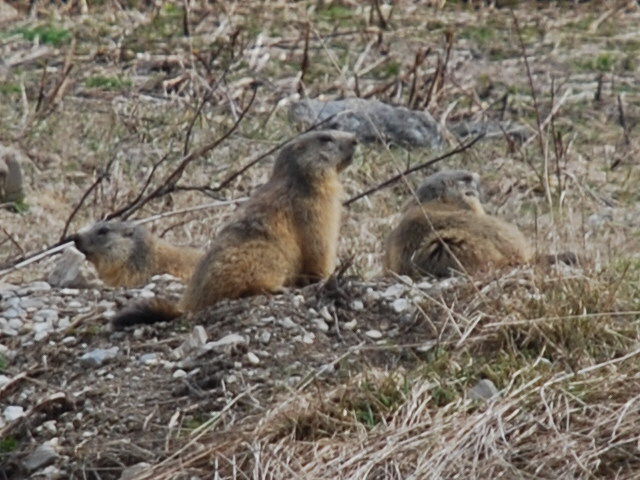 #14 Marmotte : Elles sont de retour le printemps et là Marmotte : Elles sont de retour le printemps et là