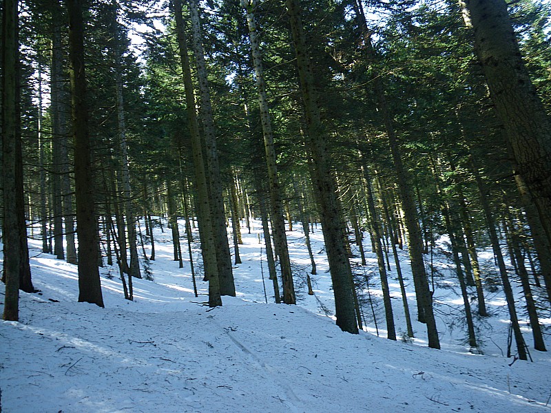 #6 foret du bois du Boeuf : descente finale et foret "aérée" foret du bois du Boeuf : descente finale et foret "aérée"