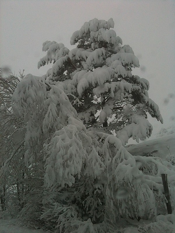 #1 arbre plein a craquer : chargés.. arbre plein a craquer : chargés..