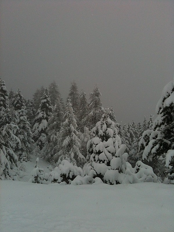 #5 foret : foret canadienne foret : foret canadienne