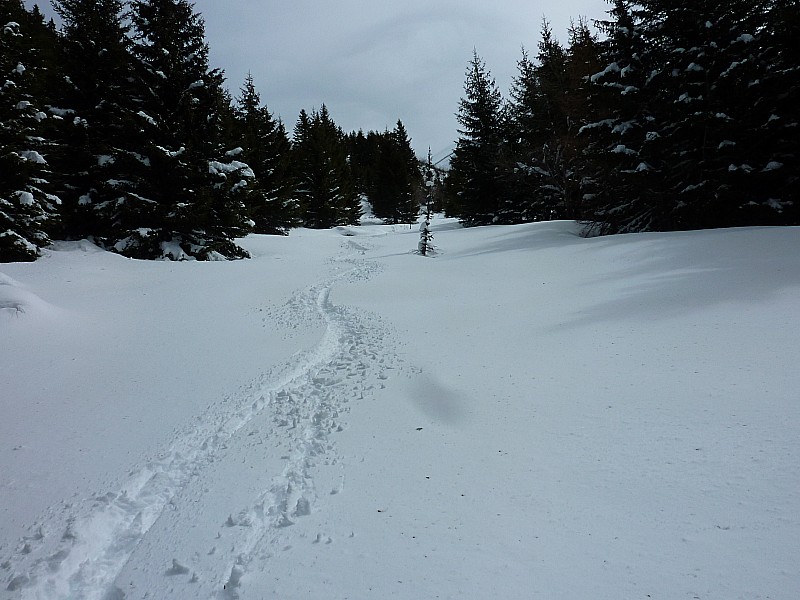 #4 Combe de Borderan : Dans les clairières au dessus de Crevetout. Combe de Borderan : Dans les clairières au dessus de Crevetout.
