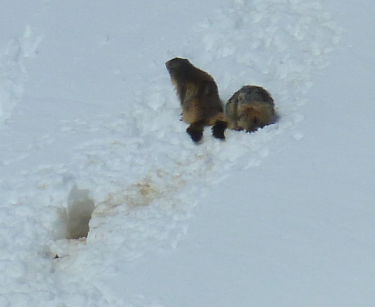 #7 Mesdames les marmottes : Pas bien grasses à la fin de l Mesdames les marmottes : Pas bien grasses à la fin de l'hiver