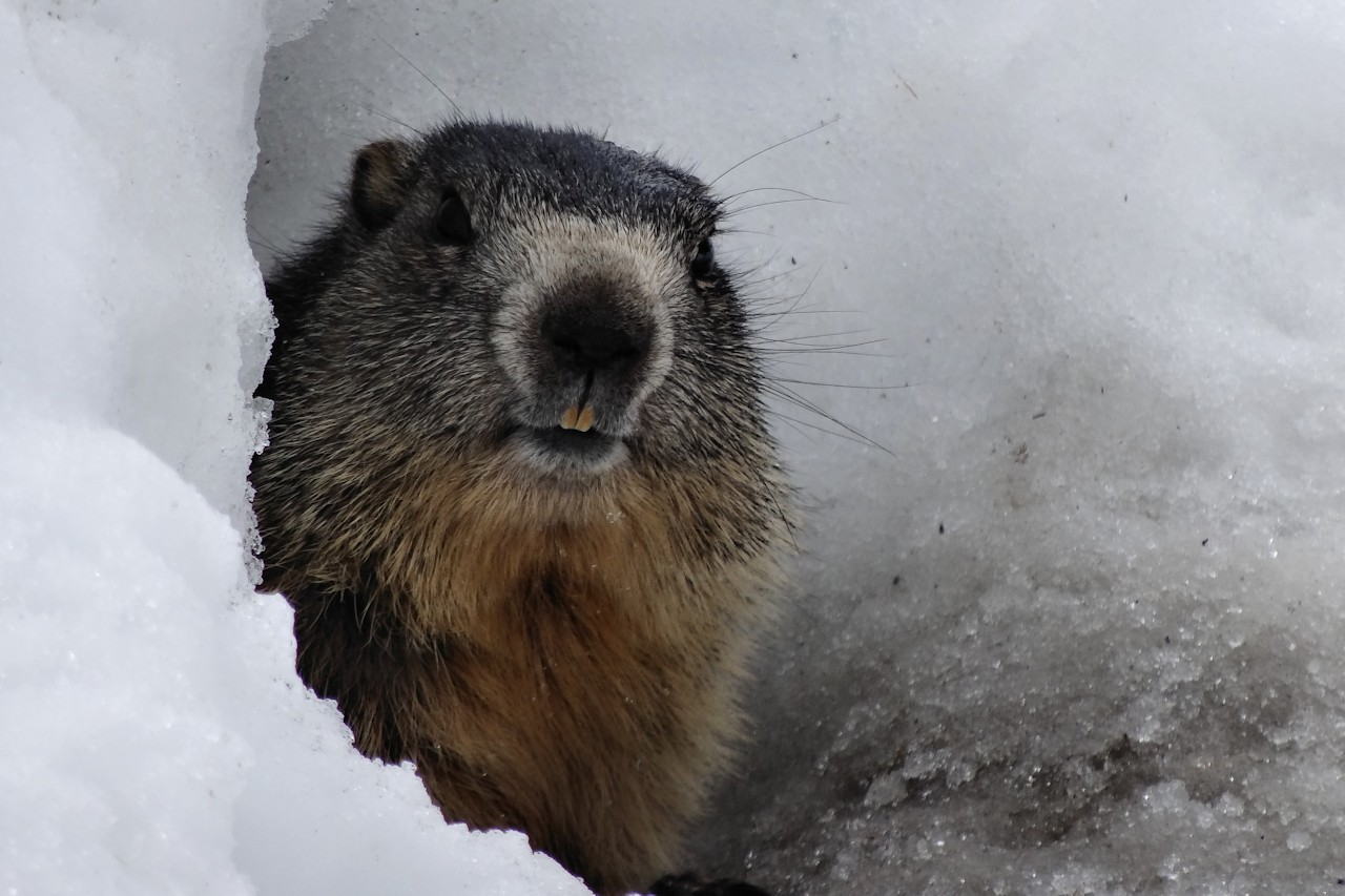 #17 Bonjour Dame Marmotte : Pas farouche ! Bonjour Dame Marmotte : Pas farouche !