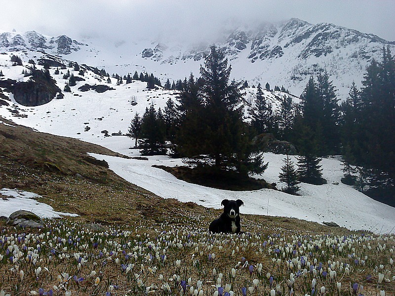 #13 Dent de Bédina : on fini sur les crocus Dent de Bédina : on fini sur les crocus