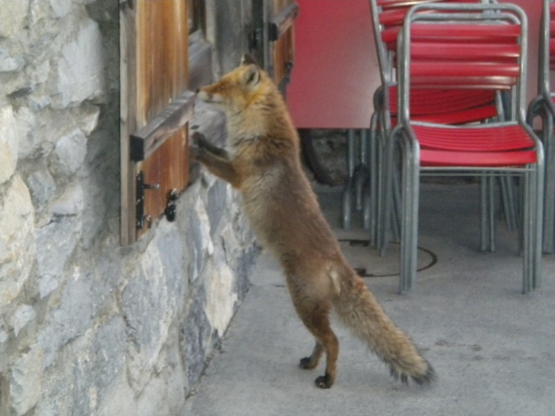 #10 Un renard bien gourmand Un renard bien gourmand
