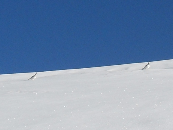 #3 Les deux Lagopèdes. Les deux Lagopèdes.