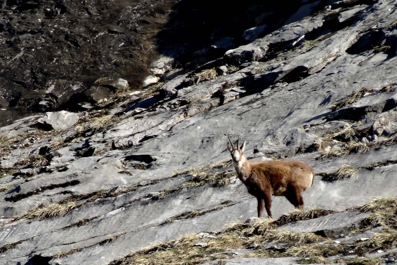#2 On nous observe : La faune est abondante dans le vallon. On nous observe : La faune est abondante dans le vallon.