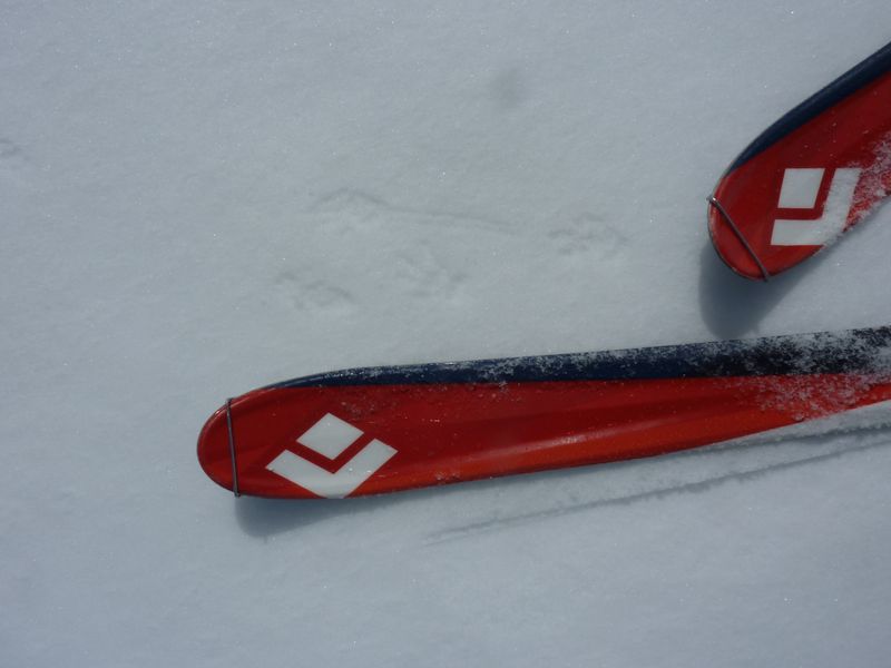 #4 marmotte : traces dans la neige marmotte : traces dans la neige