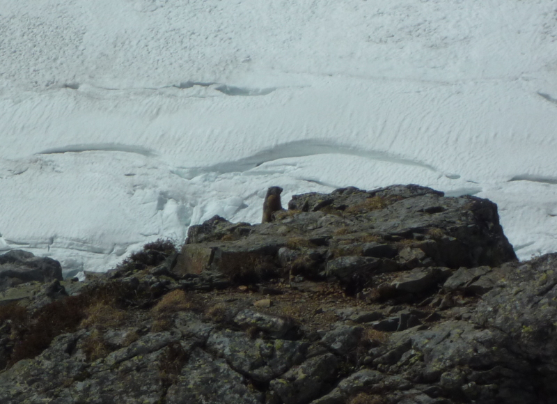 #12 Une riveraine : Elle a dit un truc du genre : venez les copines, il a laissé du gras de jambon et un trognon ! (enfin en langue marmotte) Une riveraine : Elle a dit un truc du genre : venez les copines, il a laissé du gras de jambon et un trognon ! (enfin en langue marmotte)