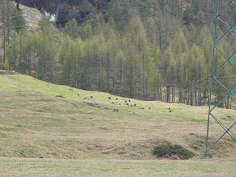 #32 troupeau de chamoix troupeau de chamoix