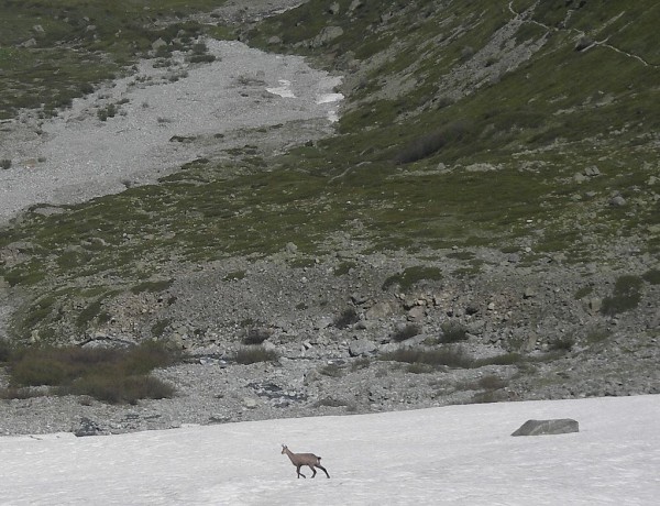 #6 Chamois : Promeneur solitaire Chamois : Promeneur solitaire