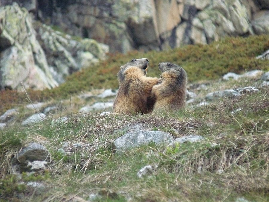 #1 Combat de marmottes Combat de marmottes