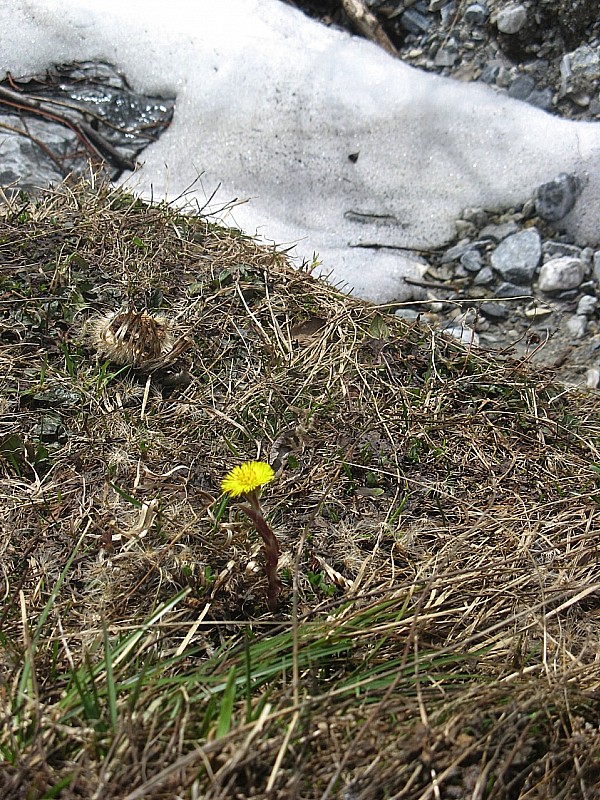 #6 C C'est le printemps : Le nom de la fleur?