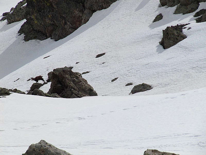 #16 les chamois sont de la partie les chamois sont de la partie