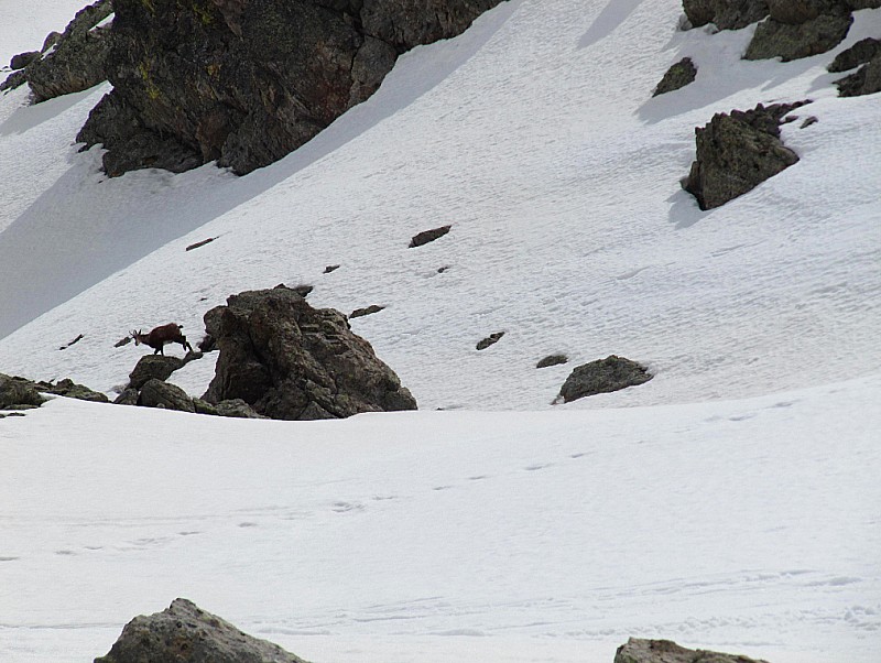 les chamois sont de la partie