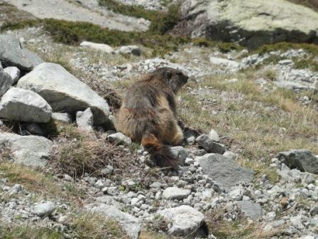 #12 marmotte : tranquille au solei marmotte : tranquille au solei