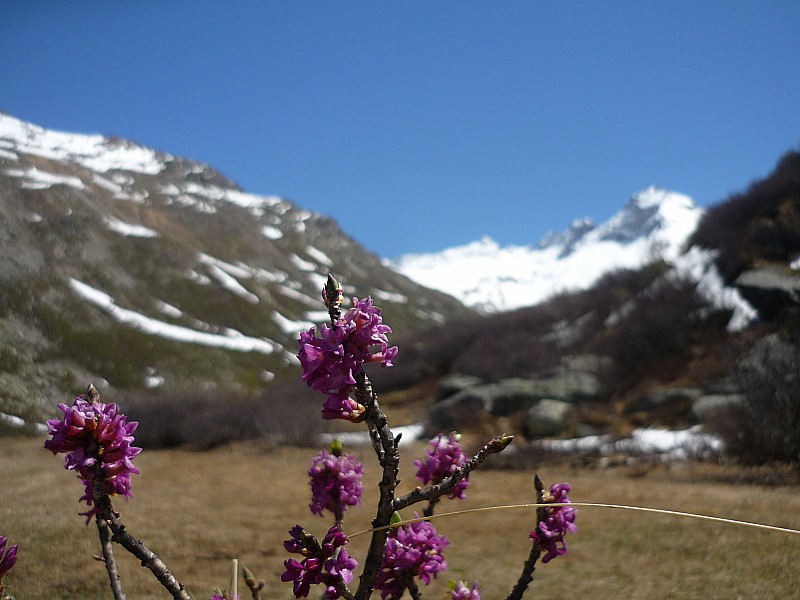 #20 regardez comment croissent les : lis des champs personne n regardez comment croissent les : lis des champs personne n'est vétu comme eux...
Beauté de la nature...