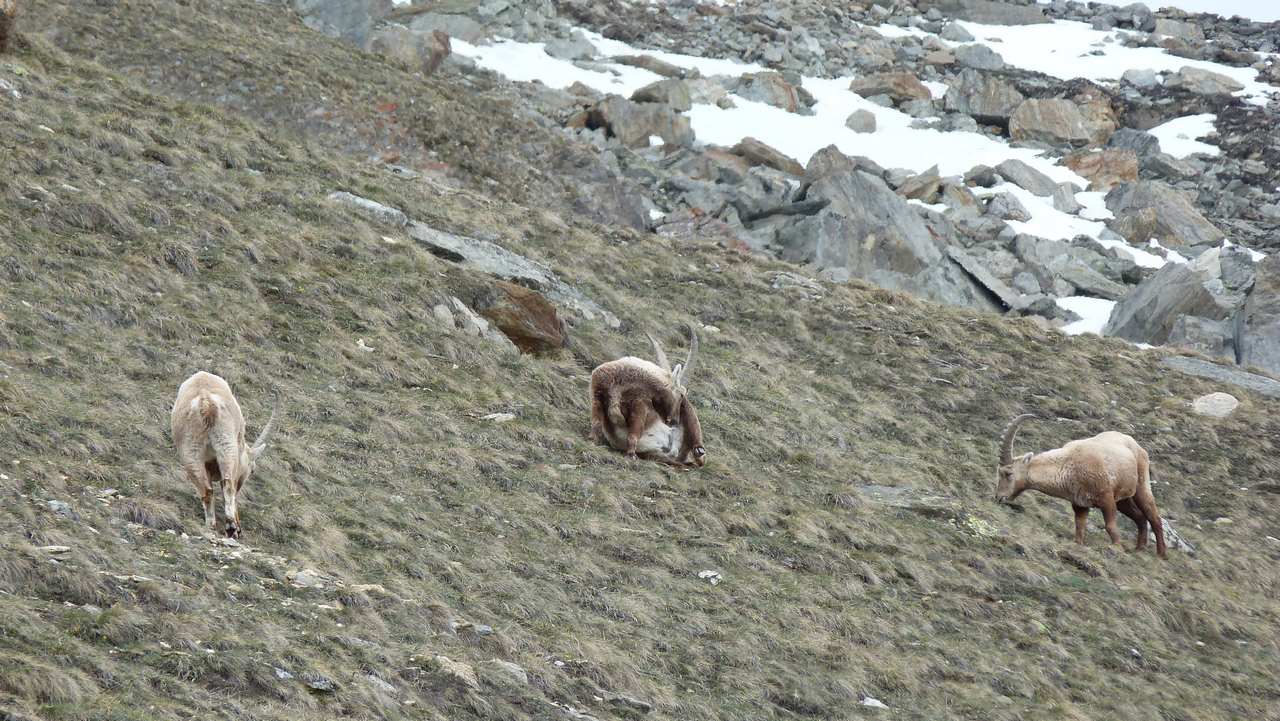 #5 Bouquetins suisses : Sur les pentes sud de Gornergrat Bouquetins suisses : Sur les pentes sud de Gornergrat