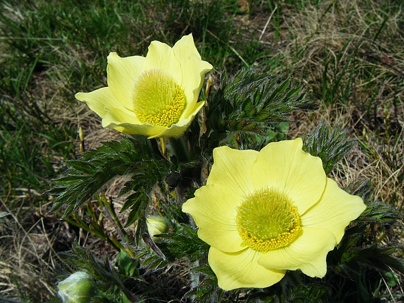 #11 anémones soufrées : fleurs printanières anémones soufrées : fleurs printanières