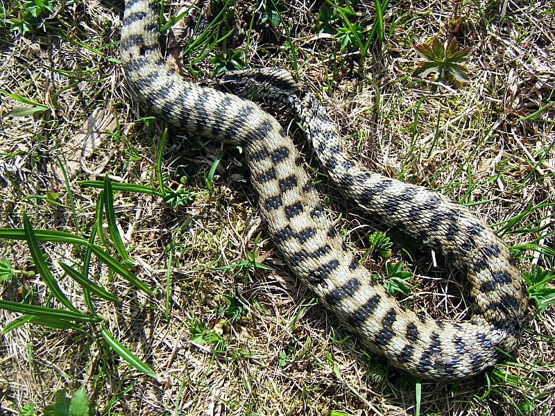 #10 serpent : paix à son âme - espèce non identifiée serpent : paix à son âme - espèce non identifiée