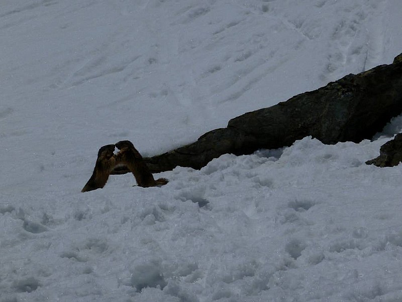 #2 Dôme des Ecrins : les jeunes sont de sortie ! Dôme des Ecrins : les jeunes sont de sortie !